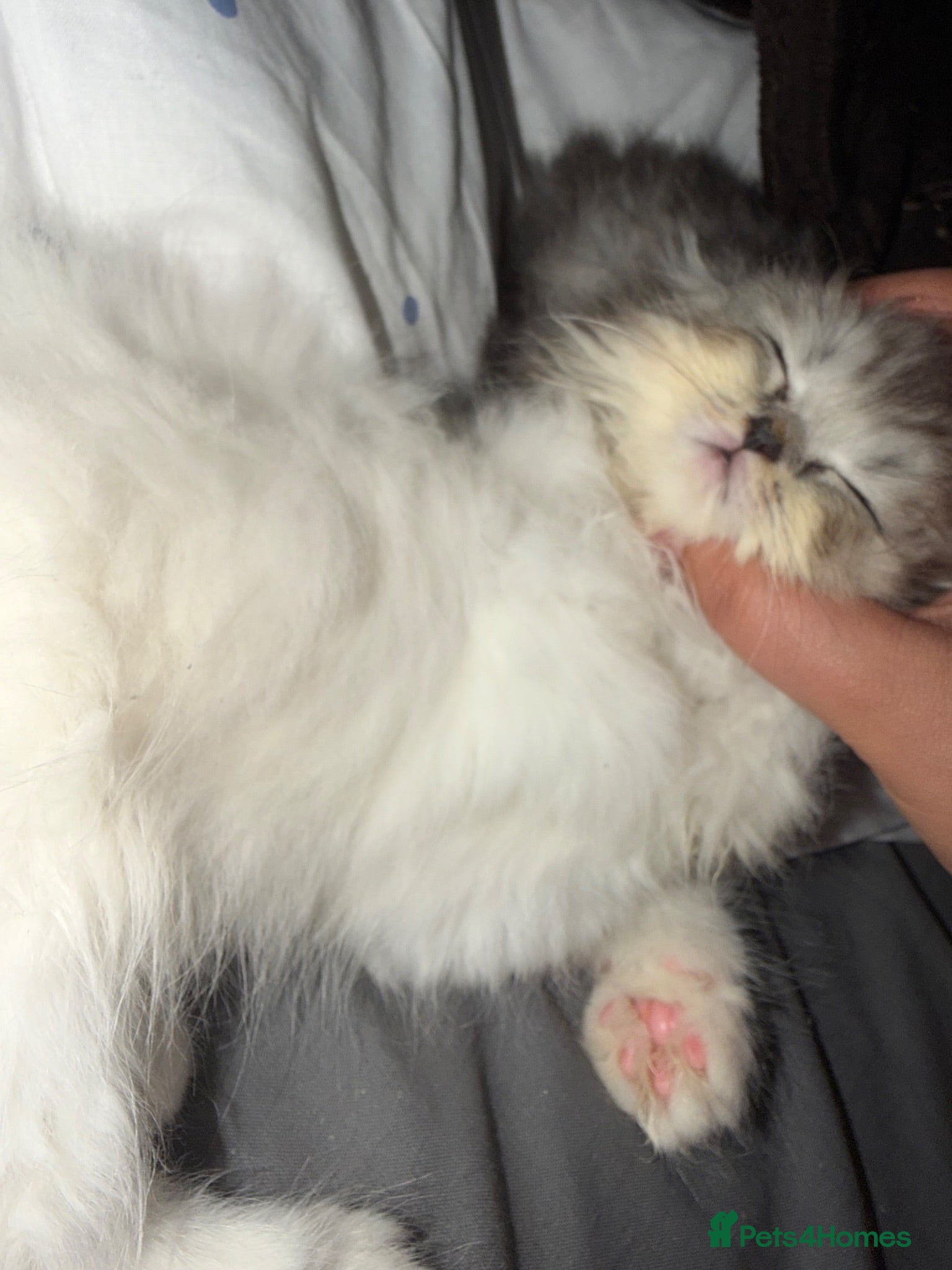 Persian cats PERSIAN KITTEN FOR SALE! - Advert 3