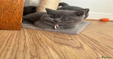British Shorthair cats - Advert 7
