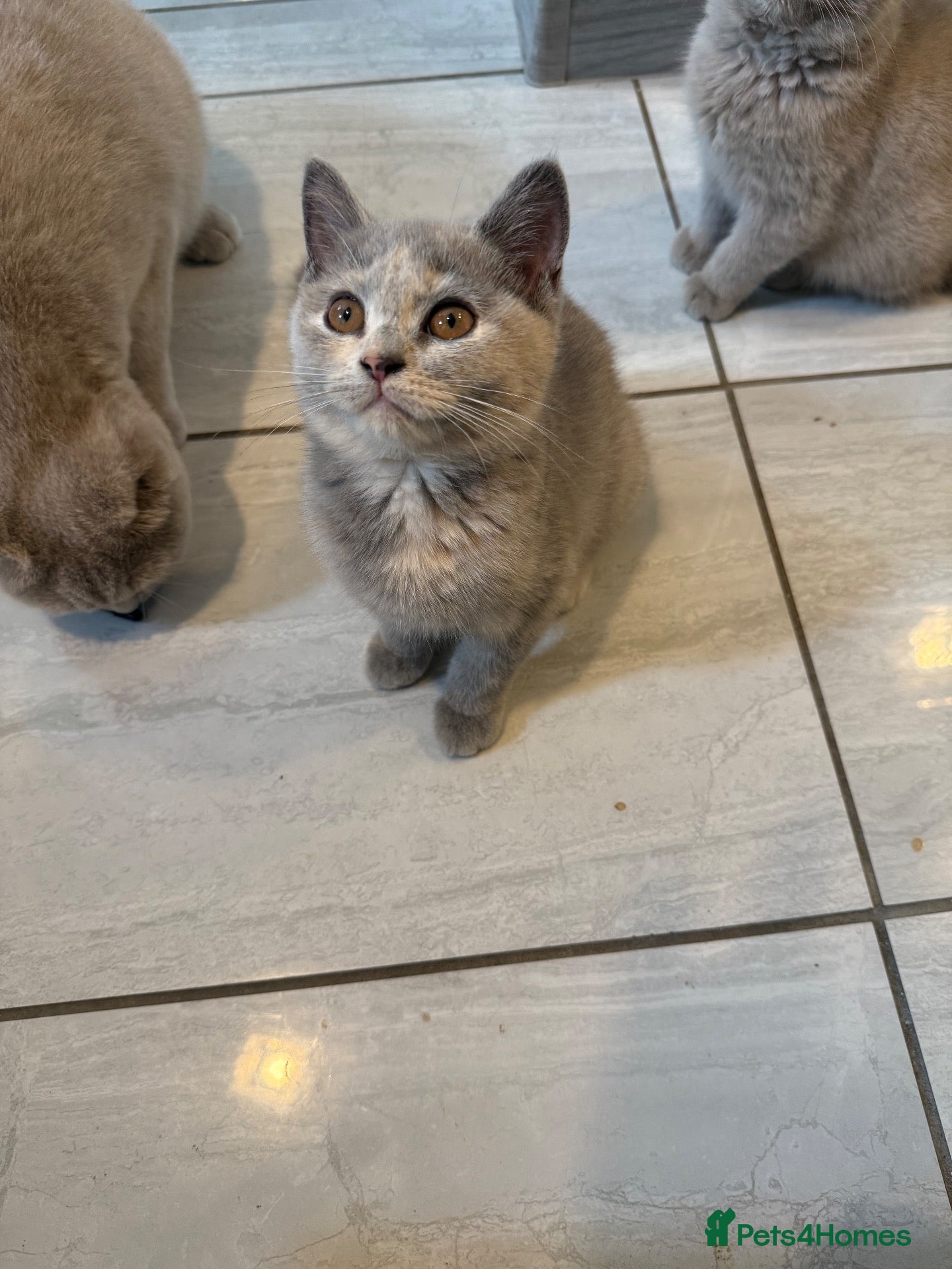 British Shorthair cats 🦁😻🦁Last Girl  British Shorthair Tortoiseshell - Advert 2