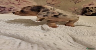 Dachshund dogs - Advert 5