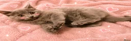 Mixed Breed cats for sale: Cute fluffy kittens black and white boys and girls - Advert 2