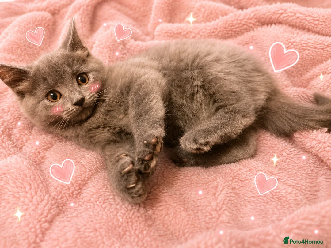 Mixed Breed cats for sale: Cute fluffy kittens black and white boys and girls - Advert 2