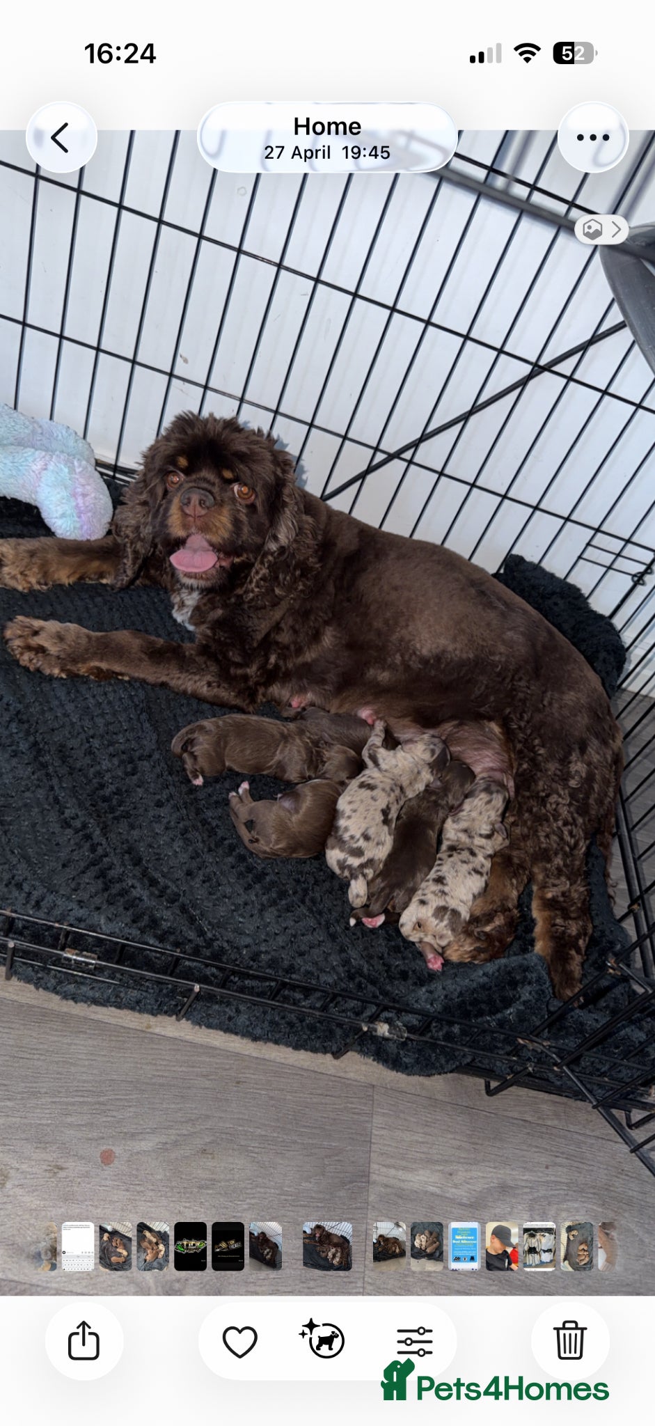 Cockapoo dogs for sale: Beautiful yankiepoo puppies - Advert 1