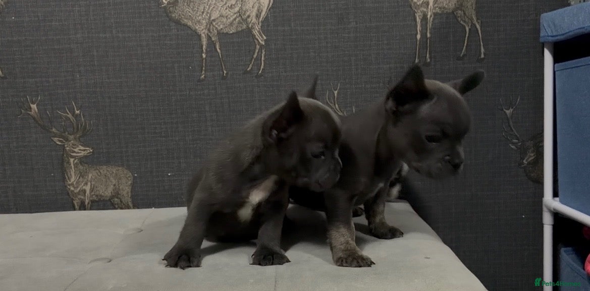 French Bulldog dogs 2 blue frenchies ready to leave on Friday  - Advert 1