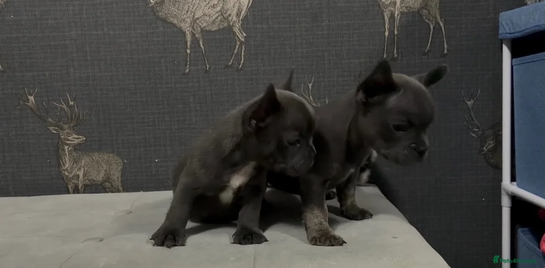 French Bulldog dogs for sale: 2 blue frenchies ready to leave on Friday  - Advert 1