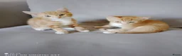 Bengal cats for sale: Bengal Tiger x British short haired  - Advert 7