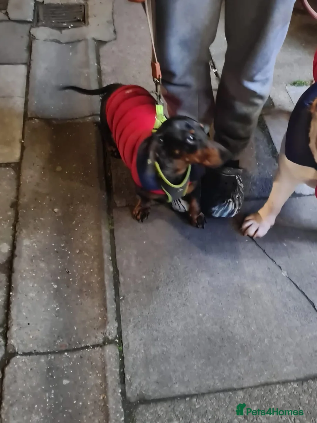 Miniature Dachshund dogs for sale: 3 year old miniature dachshund  in Grimsby - Advert 2