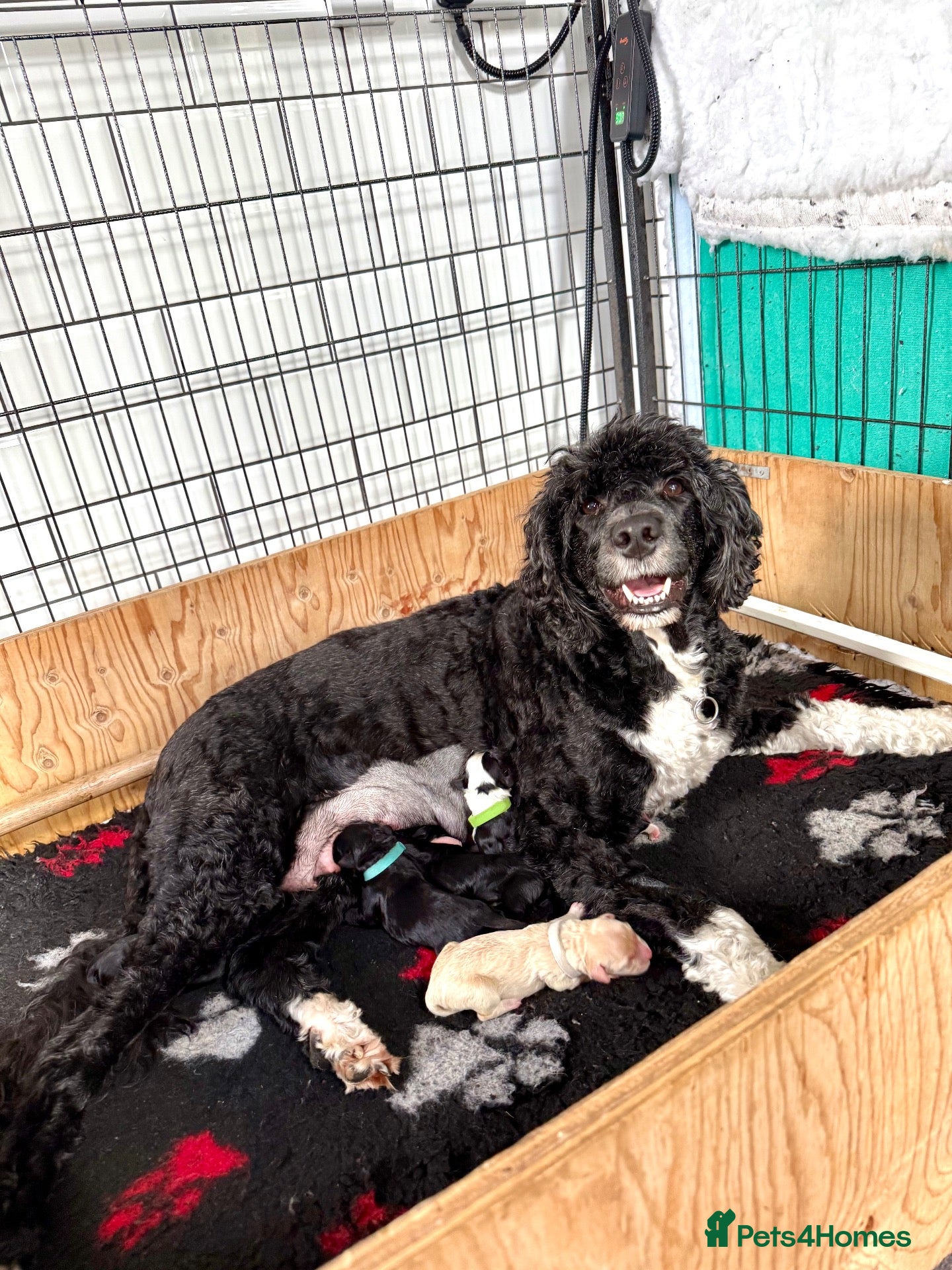 Portuguese Water Dog dogs 5 PWD puppies available - Advert 2
