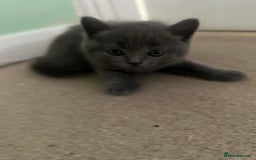Scottish Fold cats for sale: Scottish fold/straight boys ready for reservation. - Image 10