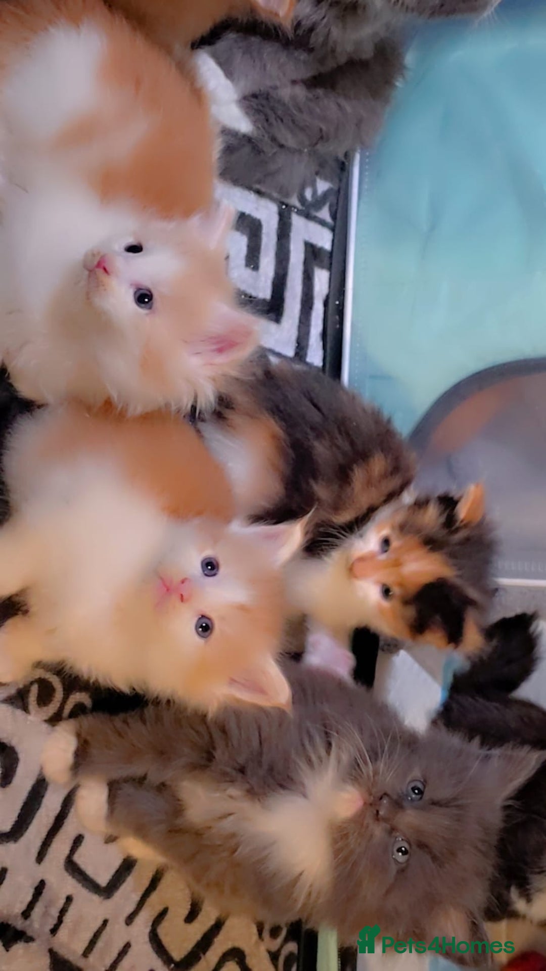 Maine Coon cats for sale: Rare red and white bicolor lMaincoon ready now  - Advert 15