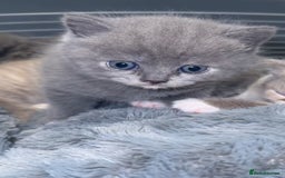 British Shorthair cats for sale: FULL BREED BSH KITTENS  - Image 4