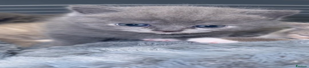 Male