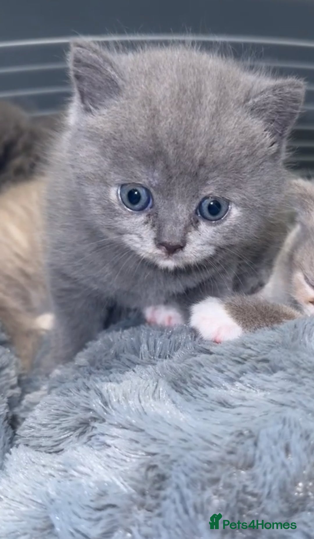 British Shorthair cats for sale: FULL BREED BSH KITTENS  - Image 4
