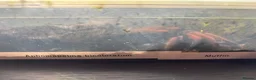 Mixed Breed reptiles for sale: Snakes spiders scorpions  in Macclesfield - Advert 6