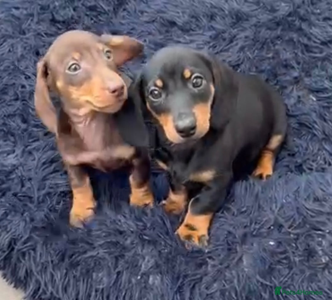 Miniature Dachshund dogs for sale: Mini dachshund smooth 1 choc&tan boy available  - Image 37