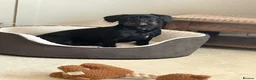 Mixed Breed dogs for sale: Bear 🐻  - Advert 3
