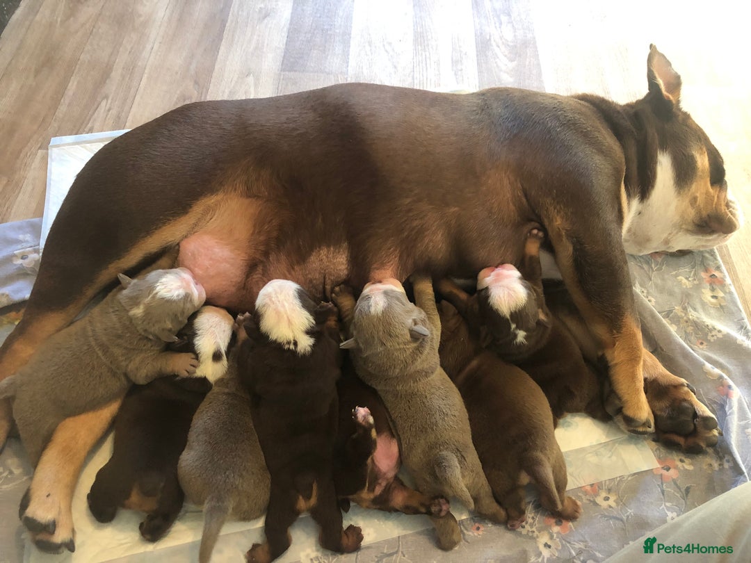 English Bulldog dogs for sale: Stunning English bulldogs - Image 14