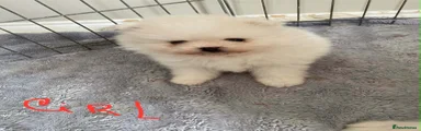 Pomeranian 2