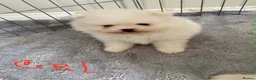 Pomeranian dogs for sale: Snow White Pomeranian Puppies  - Advert 10