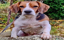 Beagle dogs for adoption: Mona - female Beagle - Image 6