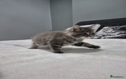 Maine Coon cats for sale: Stunning litter of maine coon kittens  - Advert 12