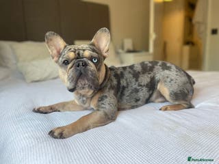 French Bulldog dogs FRENCH BULLDOG STUD FLUFFY CARRIER in Hitchin - Advert 21