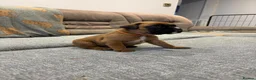 Boxer dogs for sale: Beautiful, KC registerd boxer puppies for sale - Advert 3