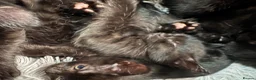 Mixed Breed cats for sale: 5 Kittens in Musselburgh - Advert 8