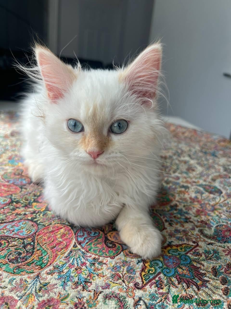 Mixed Breed cats Persian x Ragdoll Kitten – Vaccinated - Advert 1