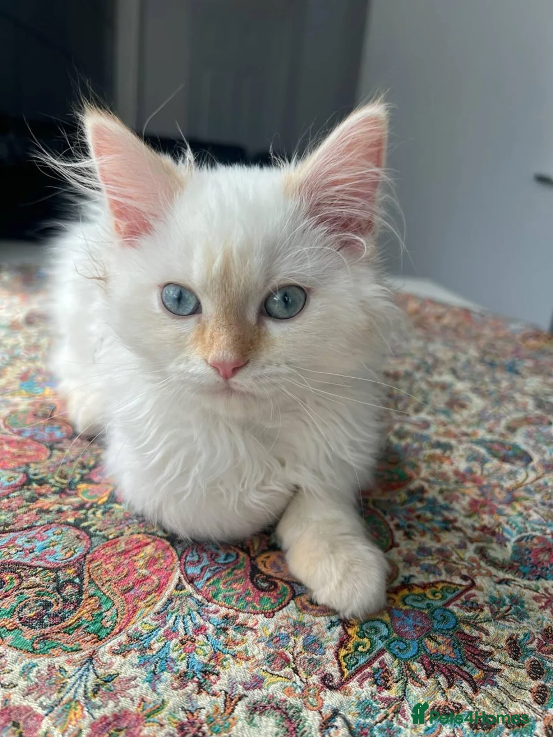 Mixed Breed cats for sale: Persian x Ragdoll Kitten – Vaccinated - Advert 1