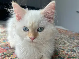 Mixed Breed cats Persian x Ragdoll Kitten – Vaccinated - Advert 1