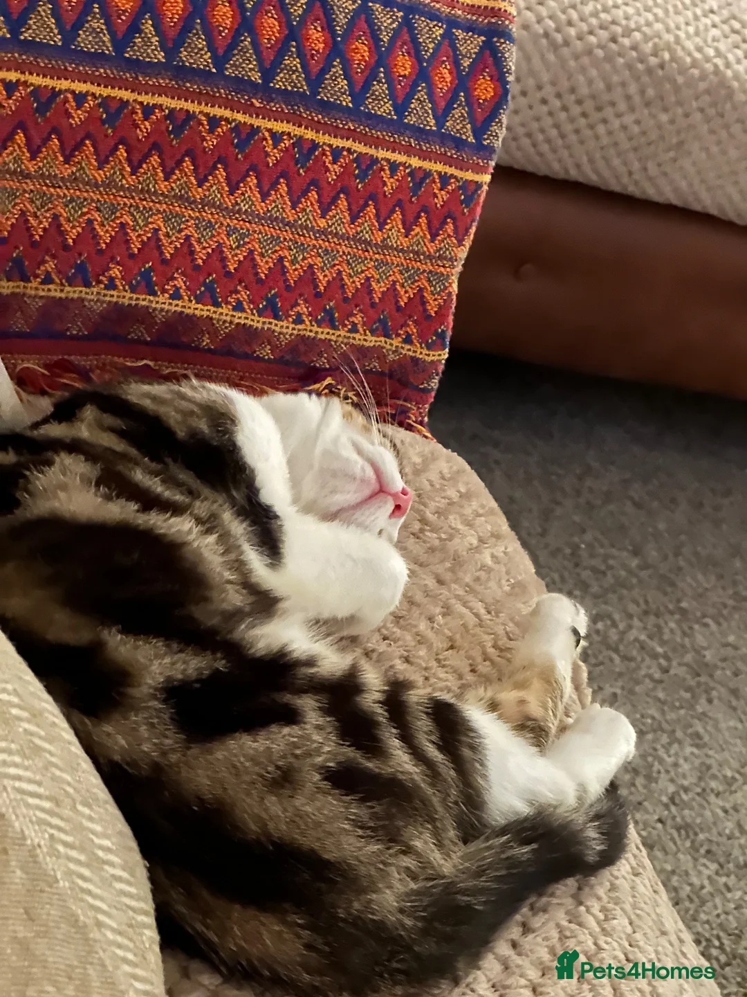 Mixed Breed cats for sale: Beany 1 Year old  - Advert 10