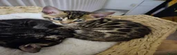 Bengal cats for sale: Bengal kittens ready for their forever homes  - Advert 12