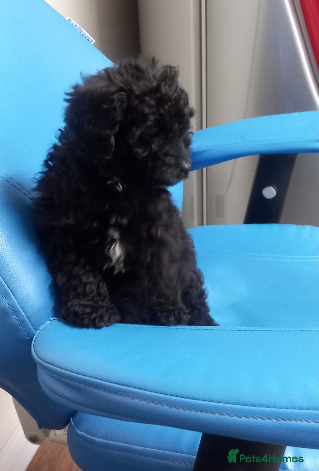 Cavapoo dogs for sale: 1 black male puppy ready to leave now - Advert 2