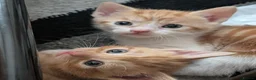 Mixed Breed cats for sale: Beautiful ginger kittens looking for loving homes  - Advert 2