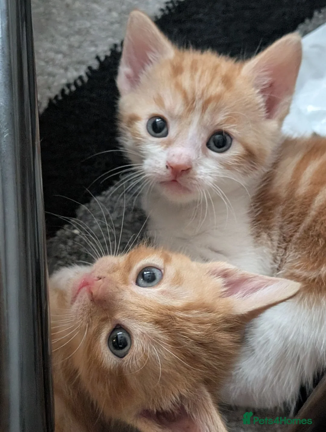 Mixed Breed cats for sale: Beautiful ginger kittens looking for loving homes  - Advert 2