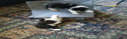 Mixed Breed cats for sale: 5 Adorable Kittens – Ready Soon for Loving Homes in London - Advert 8