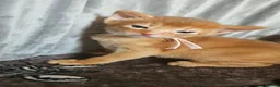 Abyssinian cats for sale: Abyssinian kittens for sale - Advert 4