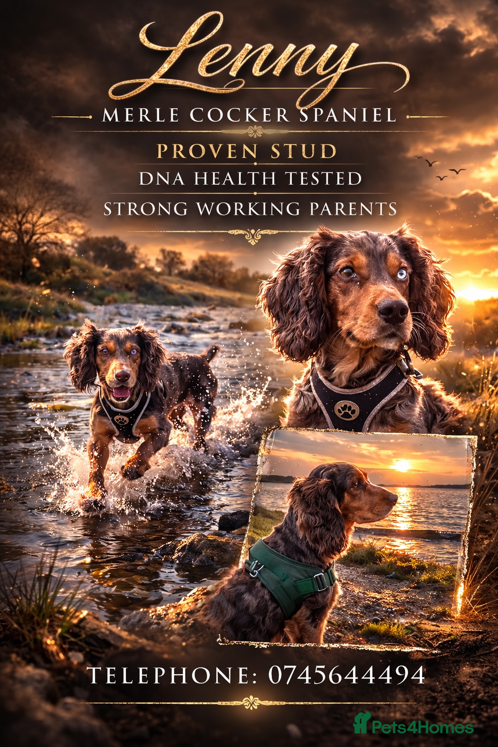 Cocker Spaniel dogs Merle cocker spaniel stud  - Advert 7