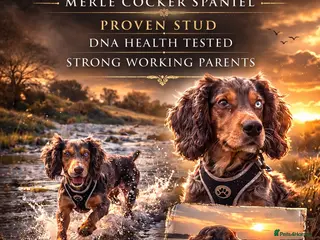 Cocker Spaniel dogs Merle cocker spaniel stud - Advert 7