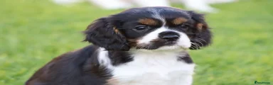 Cavalier King Charles Spaniel 1