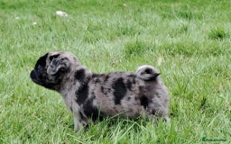 Pug dogs for sale: Pug puppies-Merle, panda and koi - Image 30
