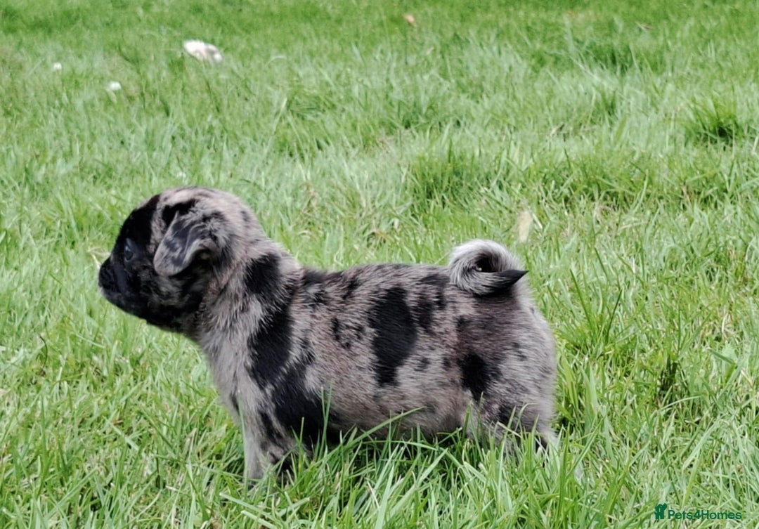Pug dogs for sale: Pug puppies-Merle, panda and koi - Image 30