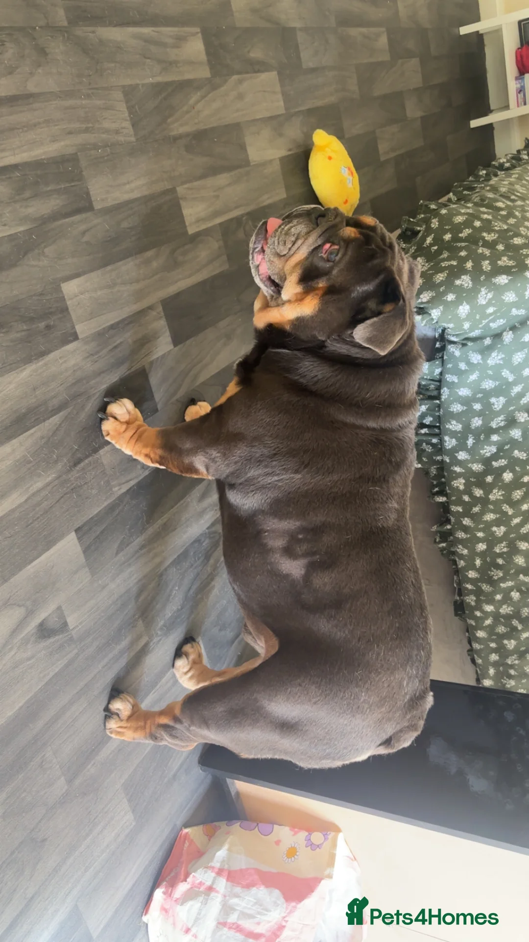 English Bulldog dogs for sale: 3 year Old British Bulldog for rehoming - Advert 15