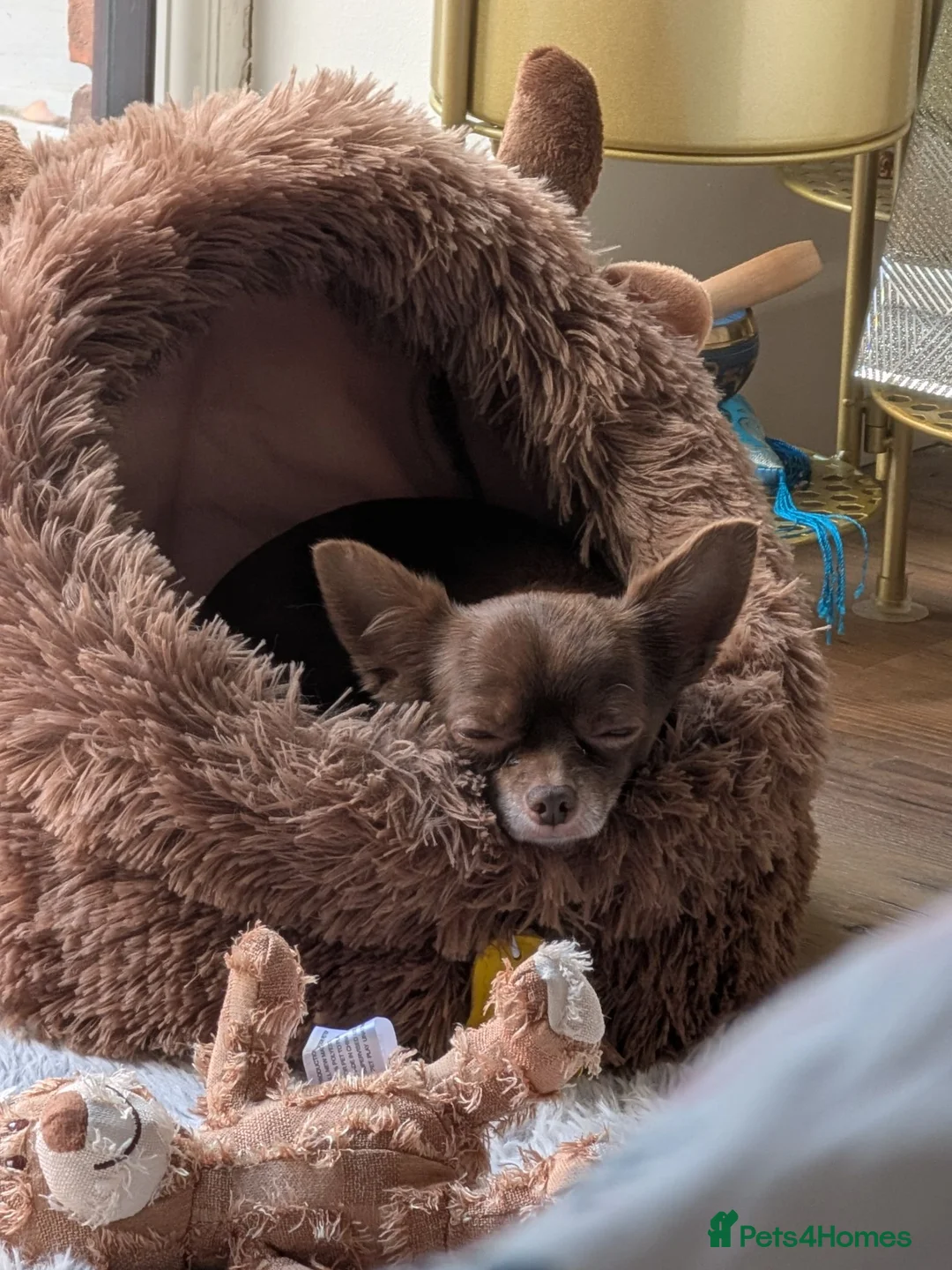 Chihuahua dogs for sale: Beautiful 3year old male KC registered chihuahua  - Advert 6