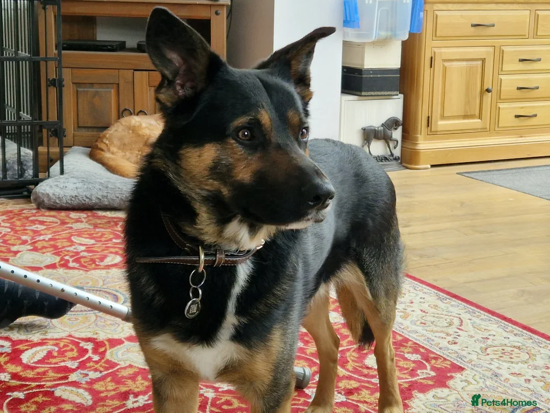 Mixed Breed dogs for sale: Black & Tan Male Shollie – 2 Years Old  in Nottingham - Advert 2