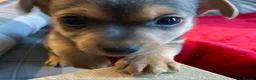 Jack Russell dogs for sale: Beautiful, miniature Much Wenlock Jack Ru - Advert 10
