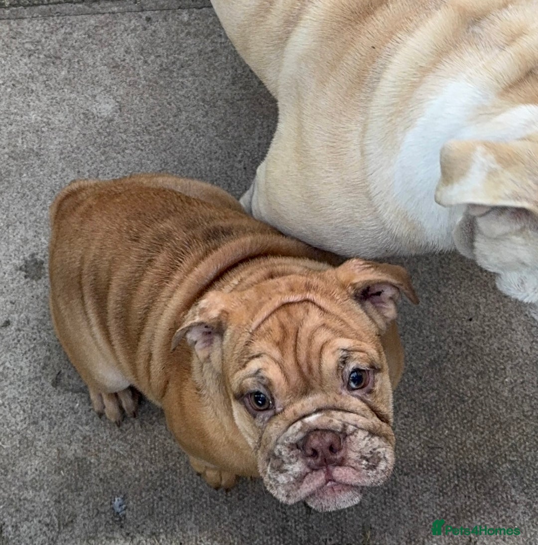 English Bulldog dogs for sale: beautiful DWKC pups for sale  - Image 5