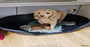 Miniature Poodle dogs - Advert 11