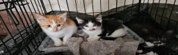 Mixed Breed cats for sale: Mixed breed kittens. - Advert 5